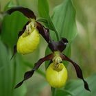 Rotbrauner Frauenschuh (Cypripedium calceolus)