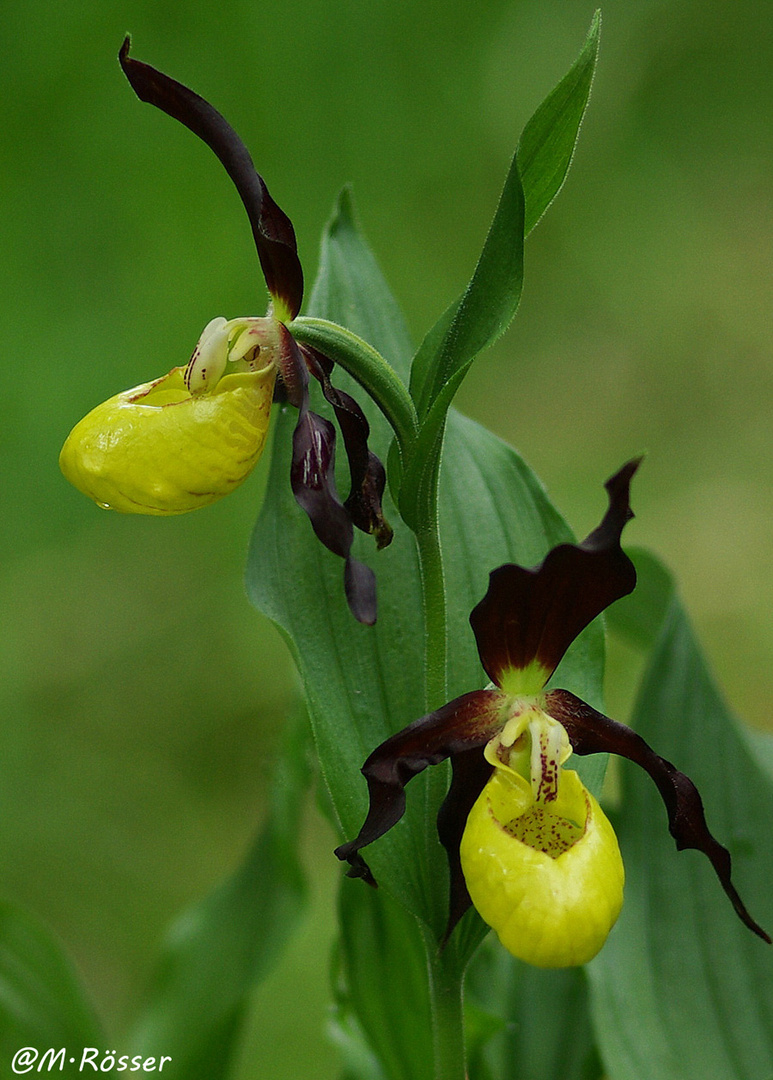 Rotbrauner Frauenschuh (Cypripedium calceolus)