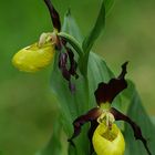 Rotbrauner Frauenschuh (Cypripedium calceolus)