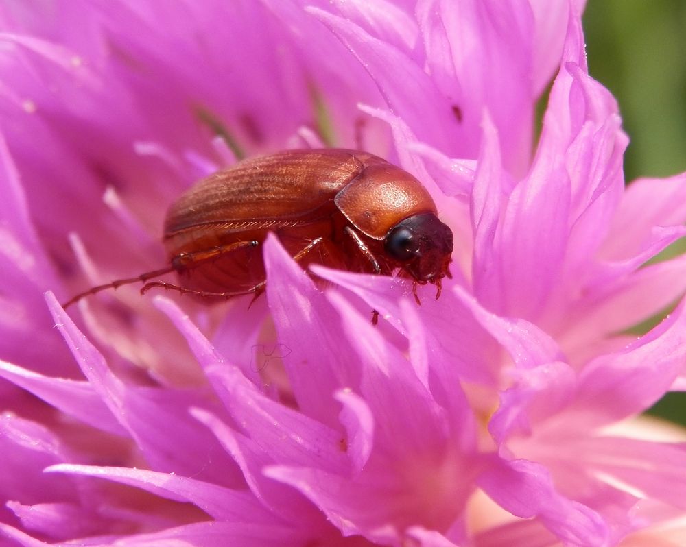 Rotbrauner Laubkäfer (Serica brunnea)