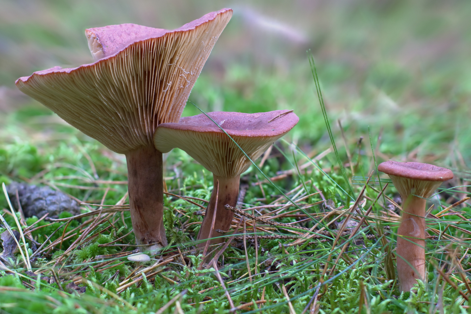 Rotbrauner Milchling - Lactarius rufus