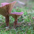 Rotbrauner Milchling - Lactarius rufus