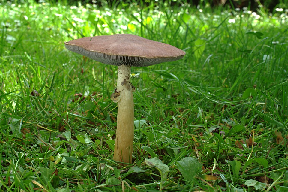 Rotbrauner Riesenträuschling (Stropharia rugosoannulata)