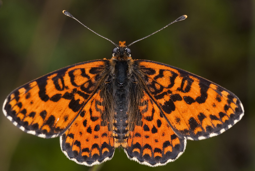 Rotbrauner Scheckenfalter (Melitaea didyma)