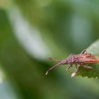 Rotbrauner Stachler (Coriomeris denticulatus)