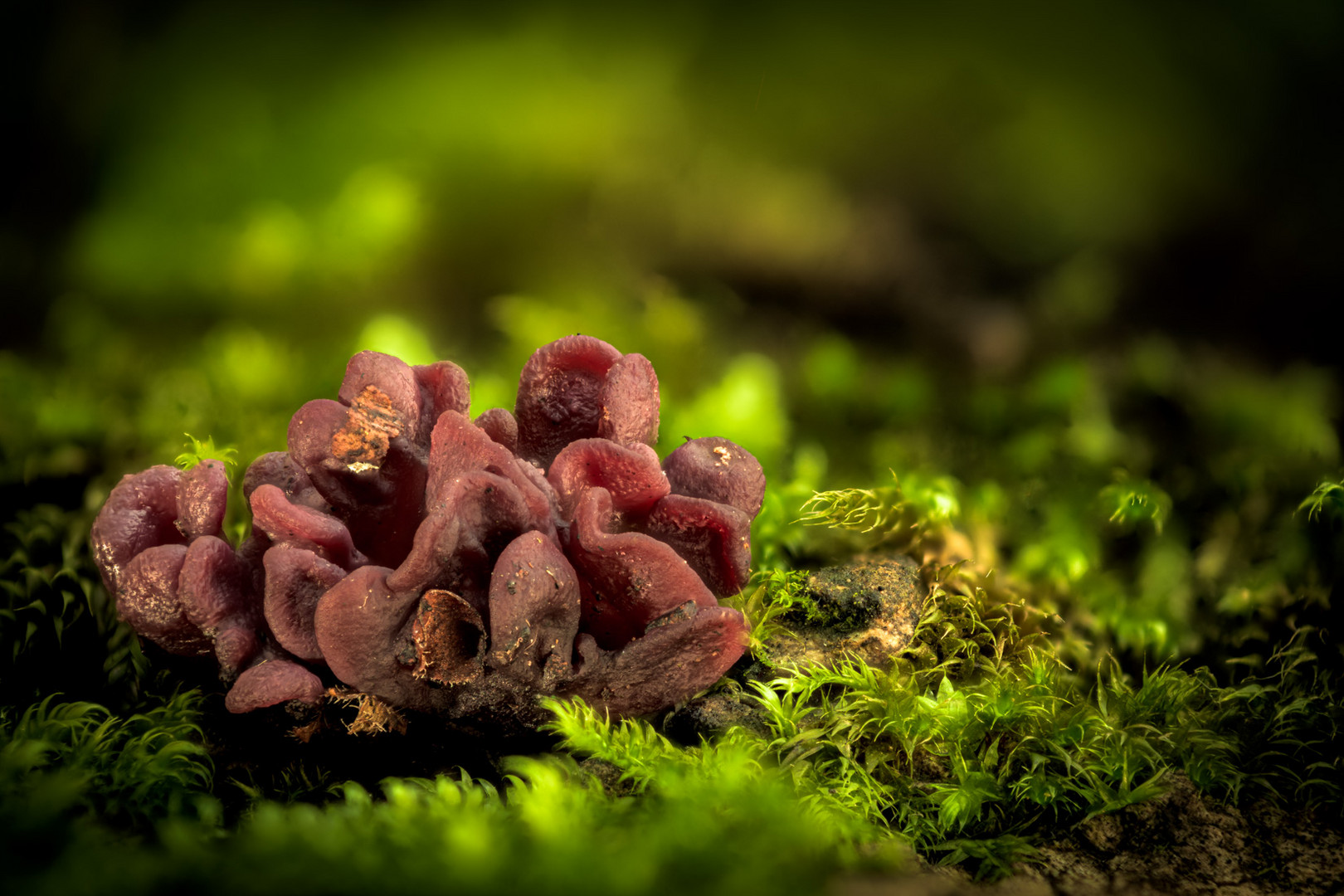 Rotbrauner Zitterling - Phaeotremella Foliacea