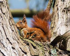 Rotbraunes Eichhörnchen