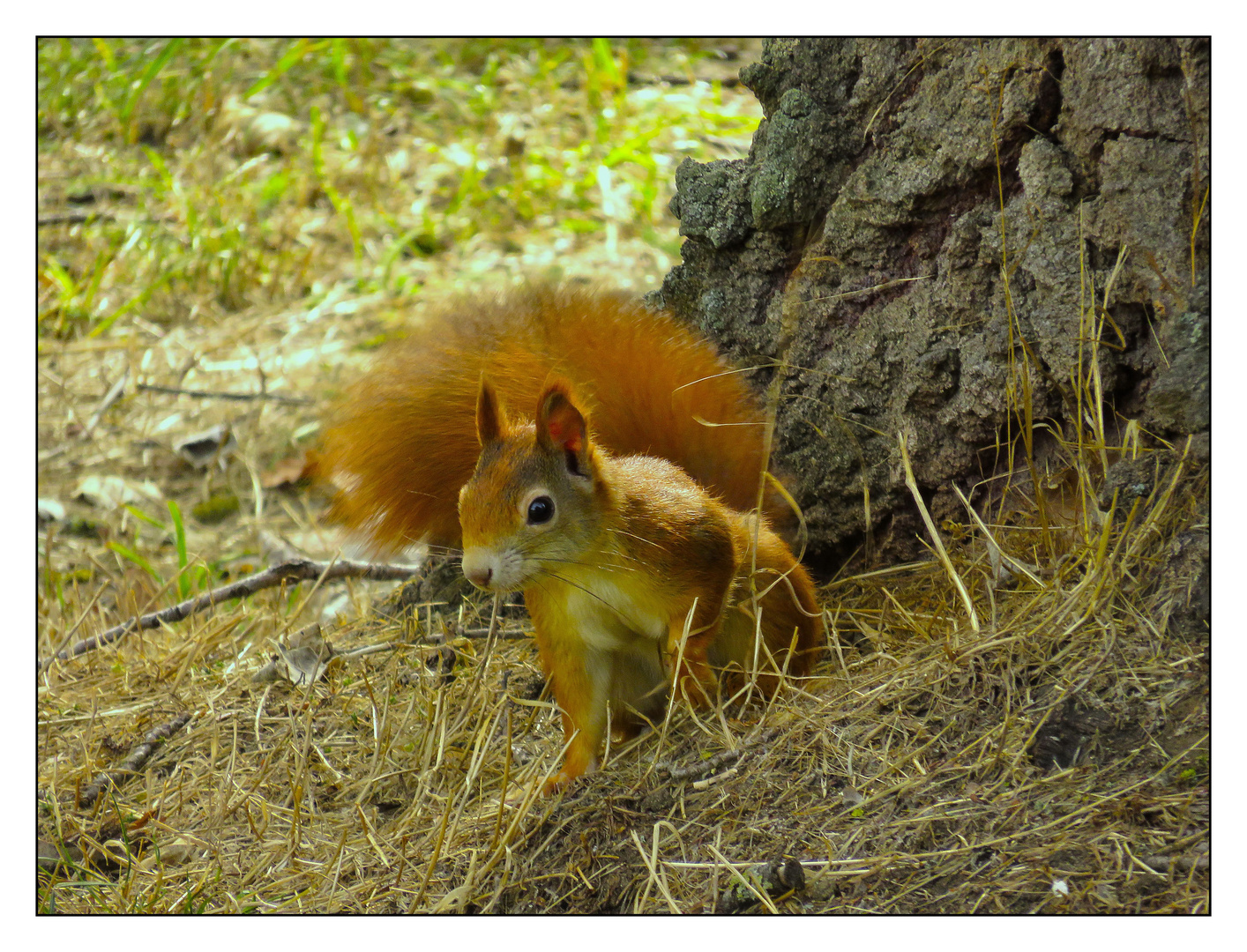 Rotbraunes Eichhörnchen