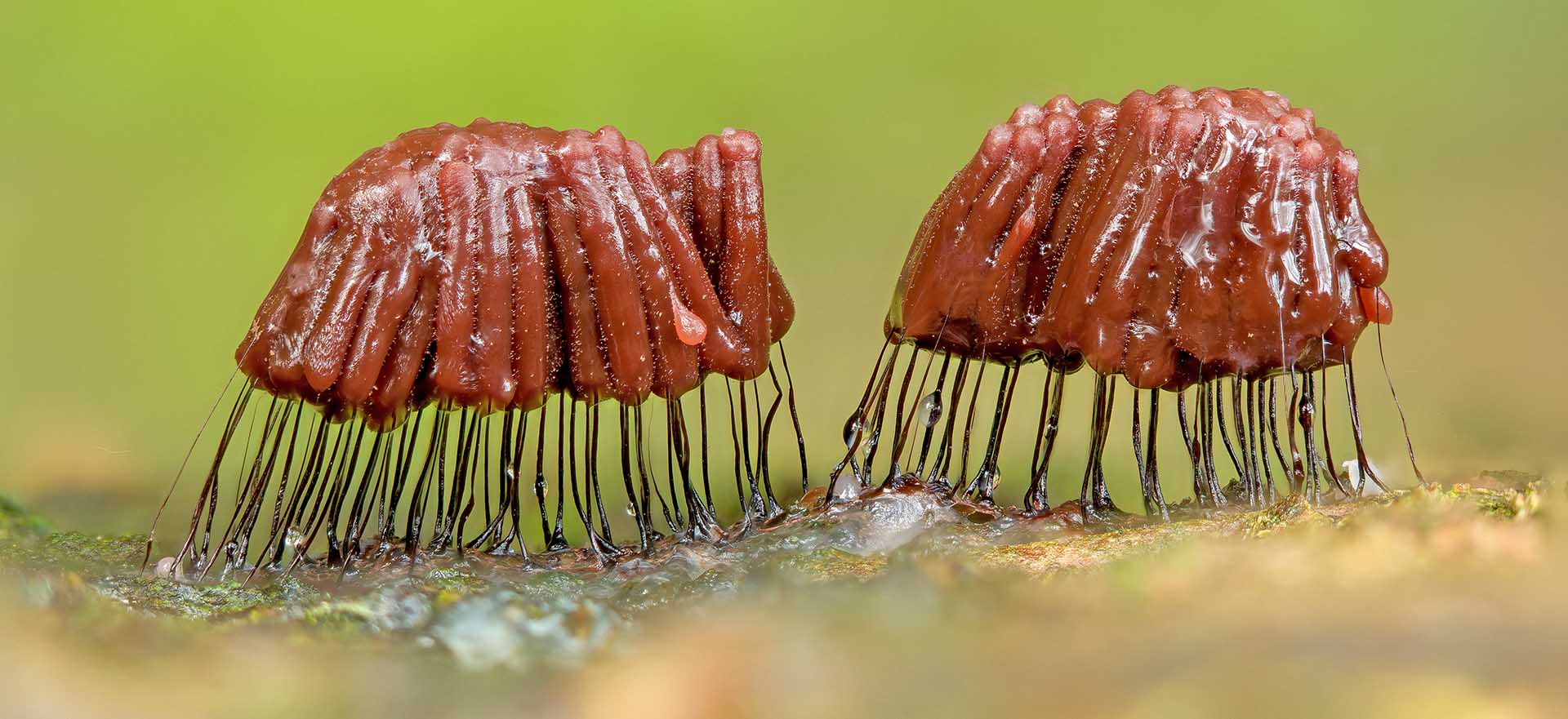 Rotbraunes Netzstielchen(Stemonitis axifera)