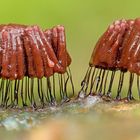 Rotbraunes Netzstielchen(Stemonitis axifera)