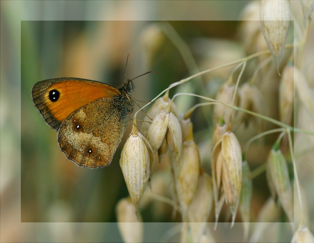 Rotbraunes Ochsenauge [3]