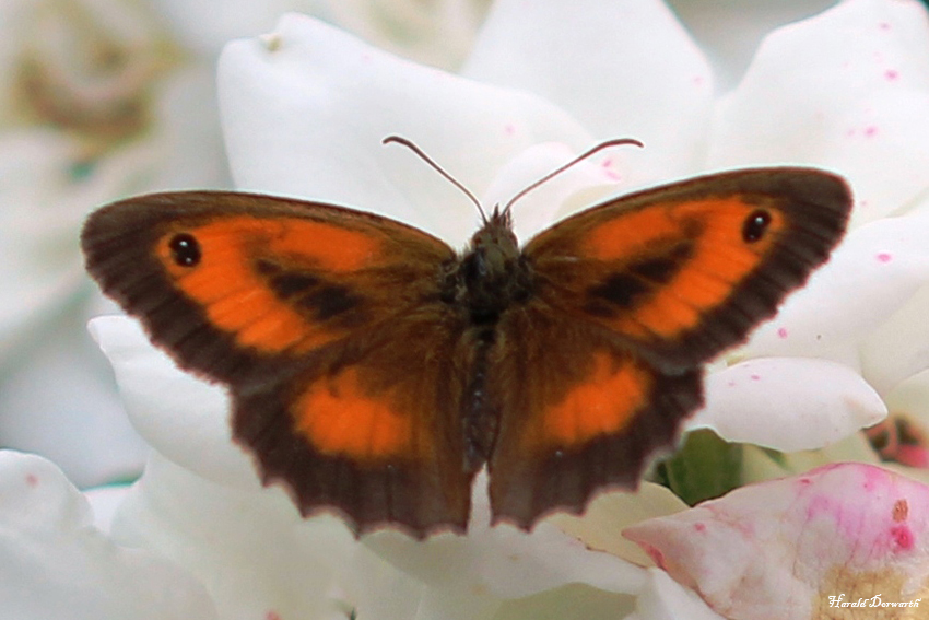 Rotbraunes Ochsenauge auf Rose (Männchen)