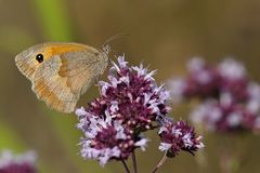 Rotbraunes Ochsenauge beim Orgeano – Schmaus 01