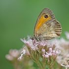 Rotbraunes Ochsenauge (Pyronia tithonus)