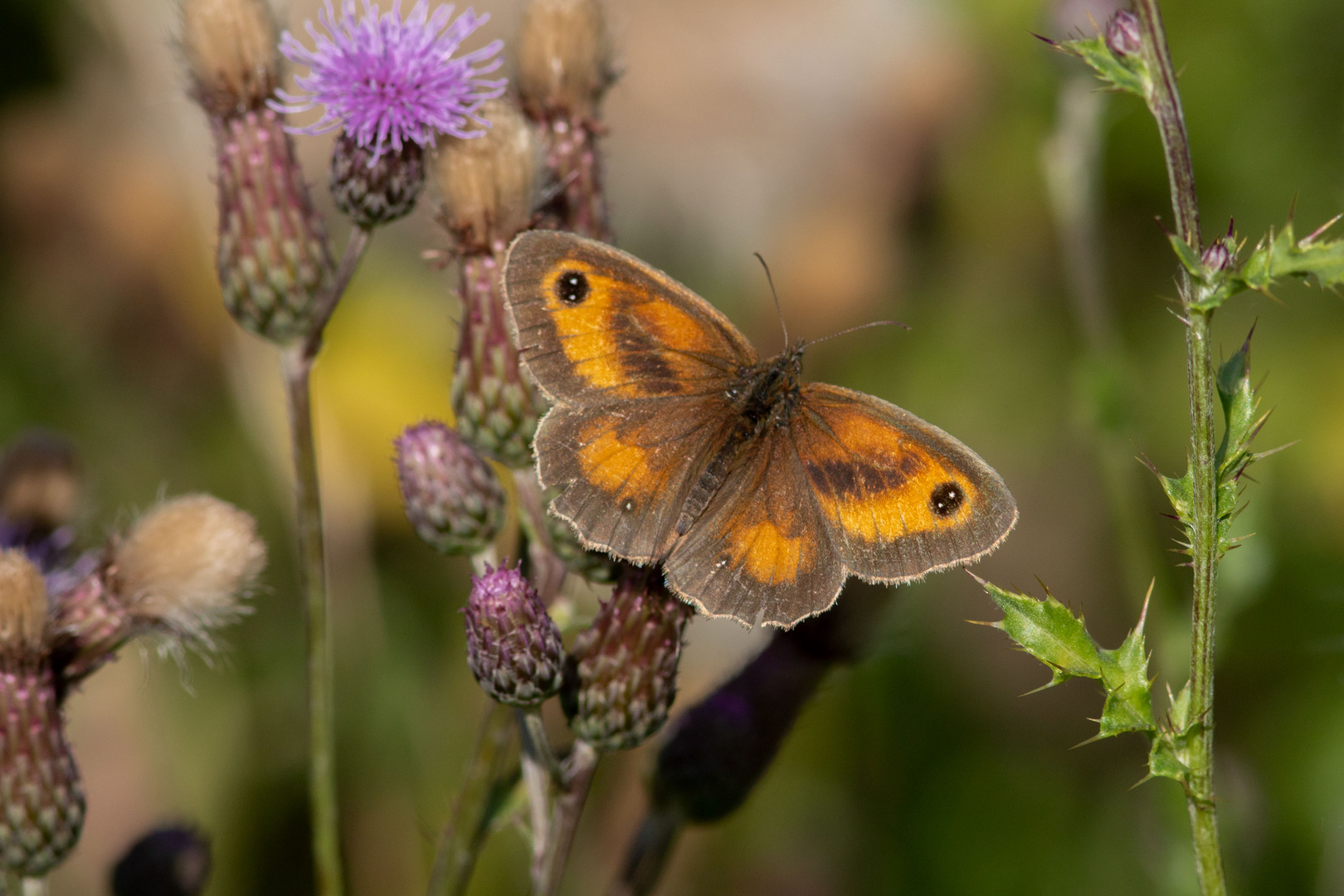 Rotbraunes Ochsenauge (Pyronia tithonus)