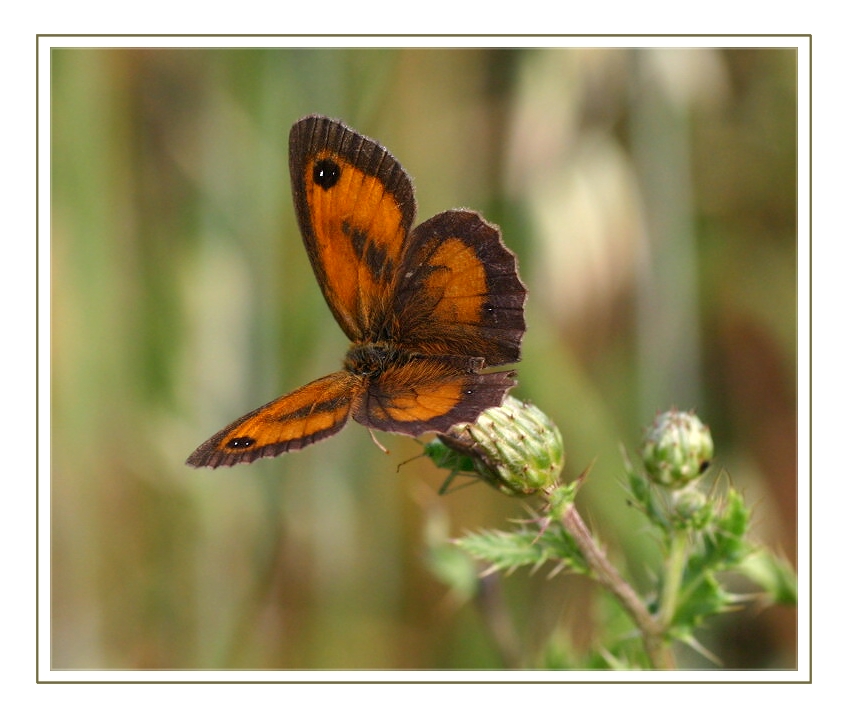 Rotbraunes Ochsenauge - Pyronia tithonus -