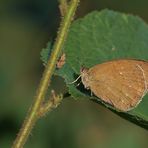 Rotbraunes Ochsenauge / Pyronia tithonus