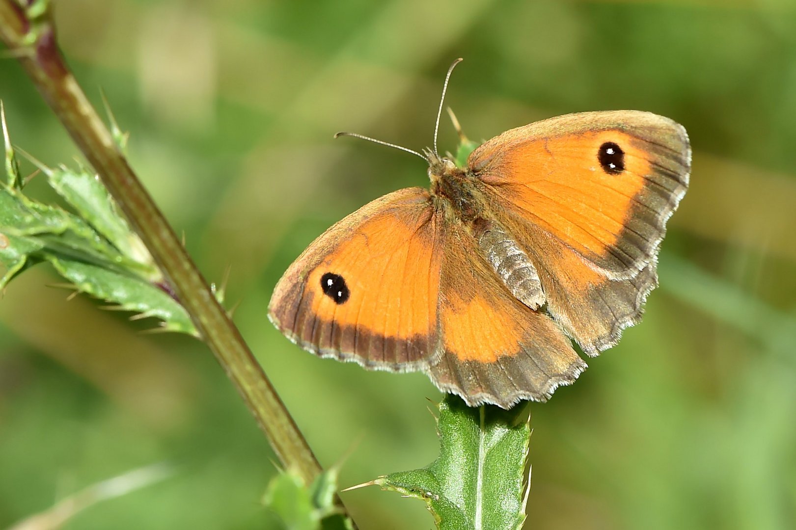 Rotbraunes Ochsenauge (Pyronia tithonus)