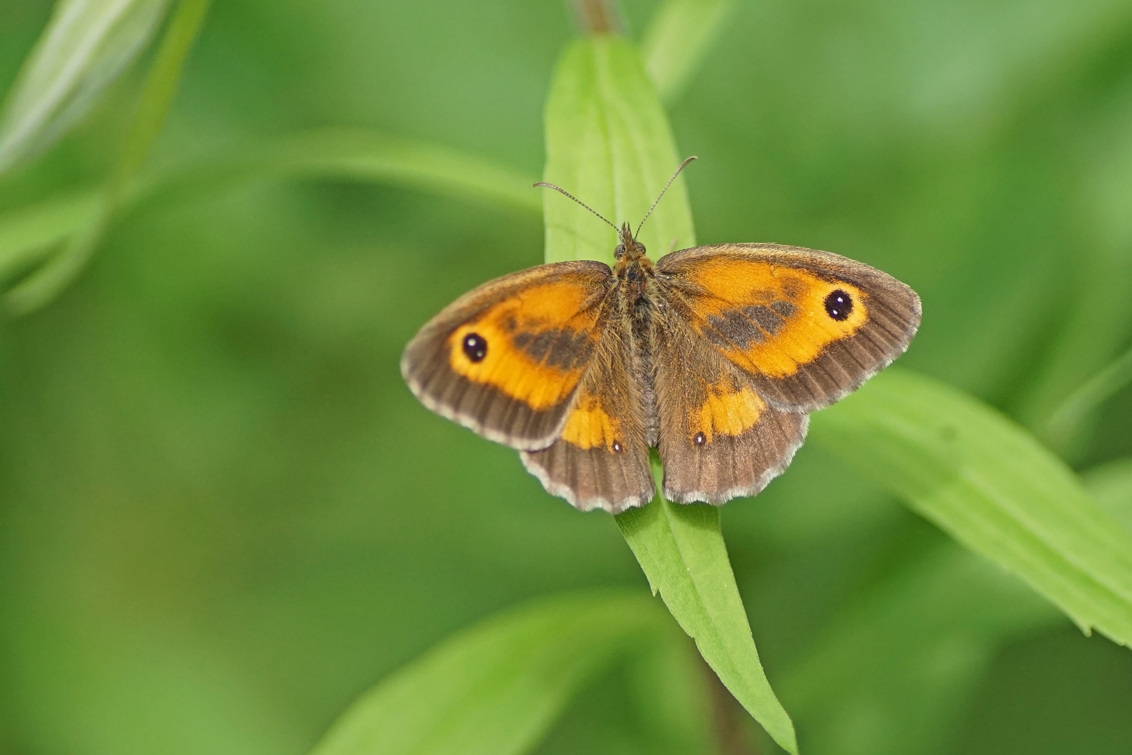 Rotbraunes Ochsenauge (Pyronia tithonus), Männchen