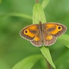 Rotbraunes Ochsenauge (Pyronia tithonus), Männchen