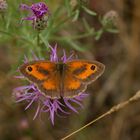 Rotbraunes Ochsenauge -  (Pyronia tithonus) - Männchen