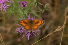 Rotbraunes Ochsenauge -  (Pyronia tithonus) - Männchen