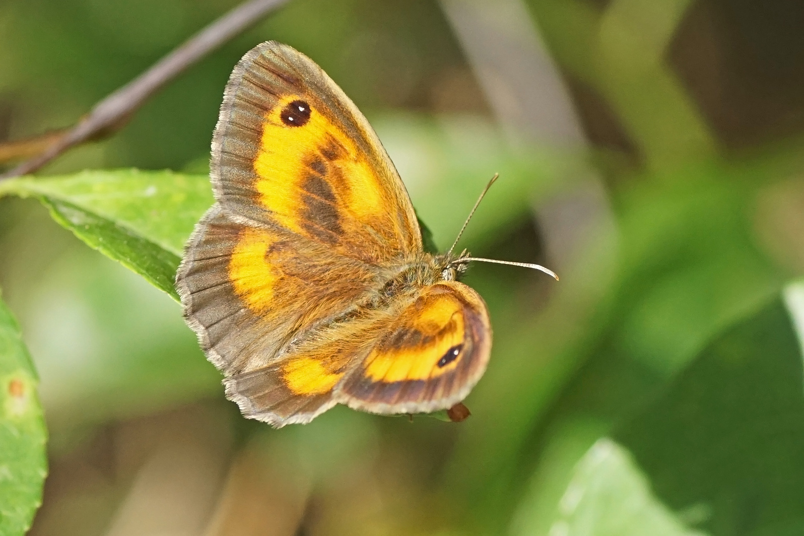 Rotbraunes Ochsenauge (Pyronia tithonus), Männchen