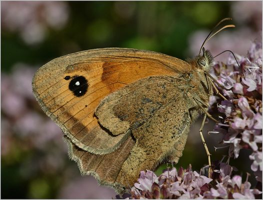 rotbraunes Ochsenauge (w)