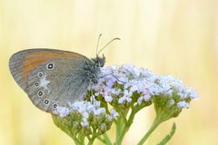 Rotbraunes Wiesenvögelchen #5