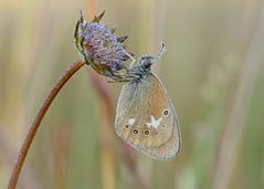 Rotbraunes Wiesenvögelchen #5