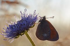 Rotbraunes Wiesenvögelchen