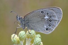 rotbraunes Wiesenvögelchen #8