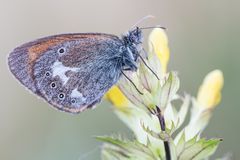 rotbraunes Wiesenvögelchen