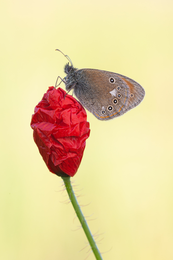 Rotbraunes Wiesenvögelchen auf Mohnblume