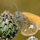 Rotbraunes Wiesenvögelchen (Coenonympha glycerion) 02