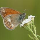 Rotbraunes Wiesenvögelchen (Coenonympha glycerion)