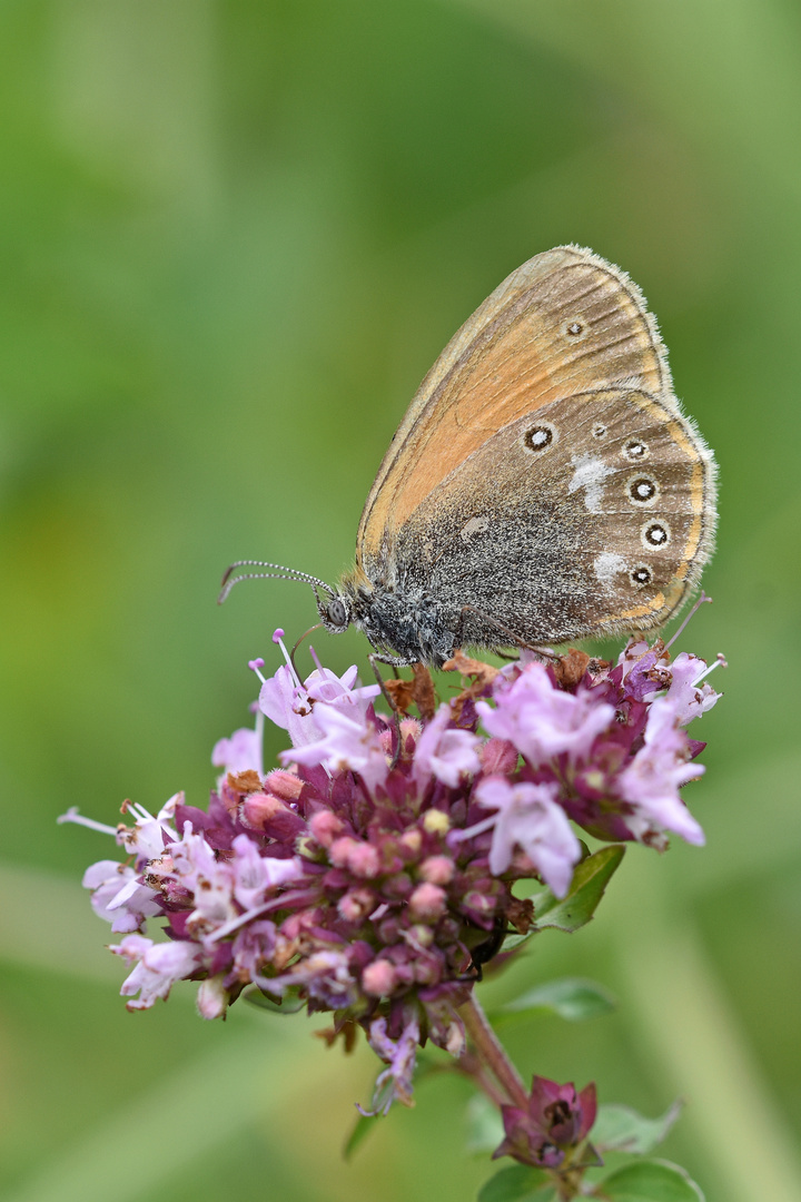 Rotbraunes Wiesenvögelchen (Coenonympha glycerion)