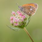 Rotbraunes Wiesenvögelchen / Coenonympha glycerion