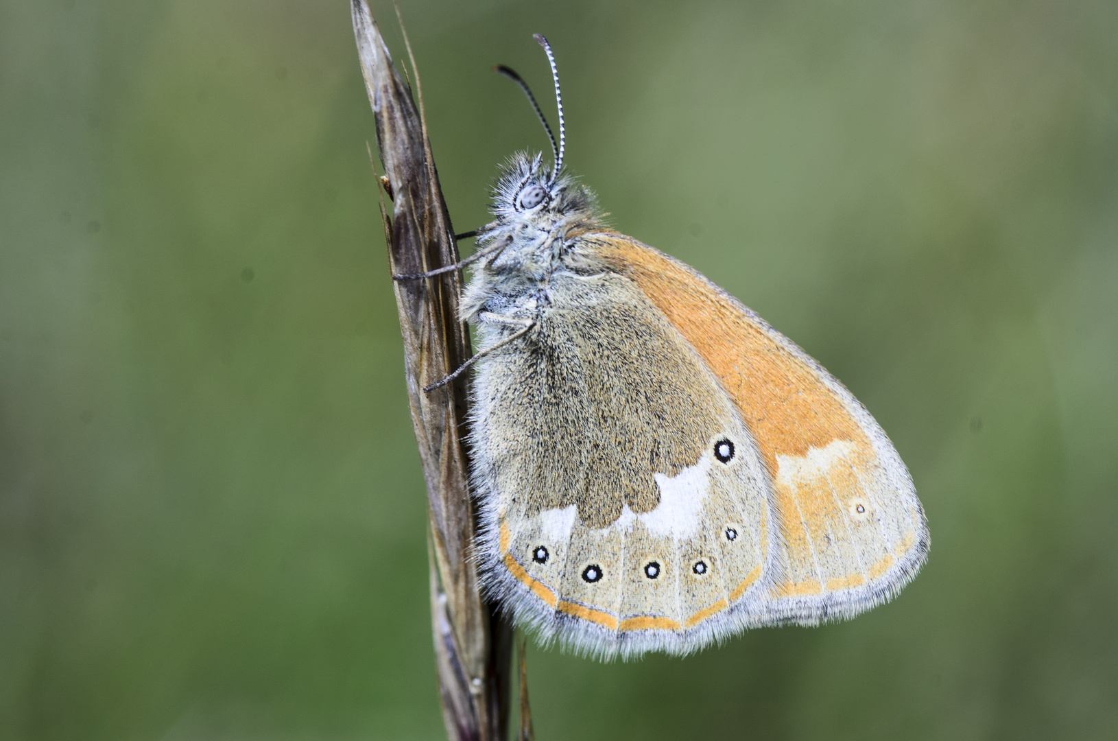 Rotbraunes Wiesenvögelchen (Coenonympha glycerion)