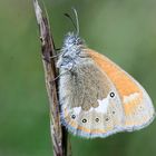 Rotbraunes Wiesenvögelchen (Coenonympha glycerion)