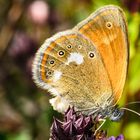 Rotbraunes Wiesenvögelchen (Coenonympha glycerion)