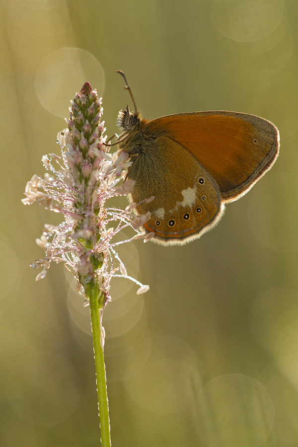 Rotbraunes Wiesenvögelchen (Coenonympha glycerion)