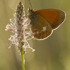 Rotbraunes Wiesenvögelchen (Coenonympha glycerion)