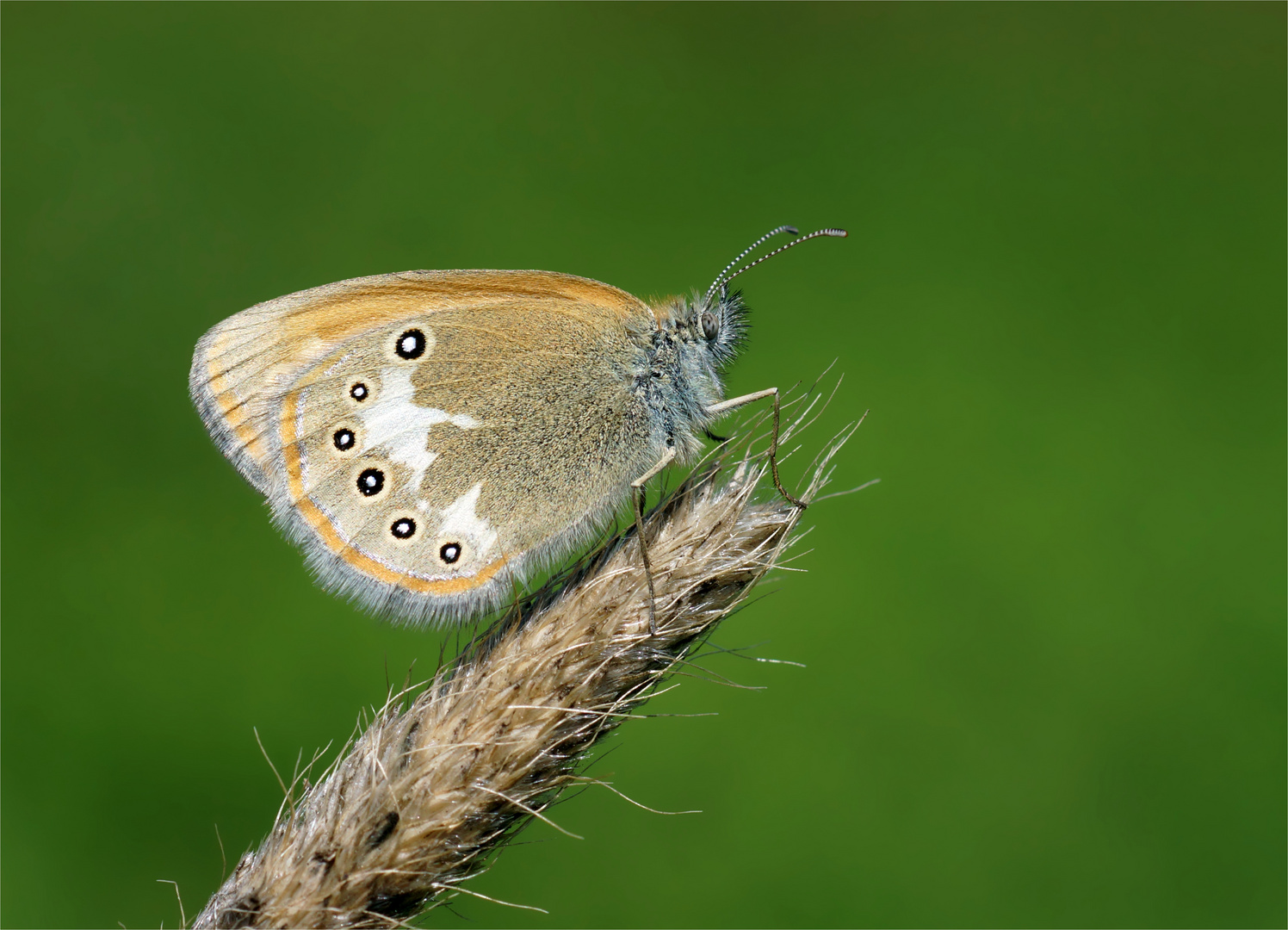 Rotbraunes Wiesenvögelchen (Coenonympha glycerion)