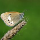 Rotbraunes Wiesenvögelchen (Coenonympha glycerion)