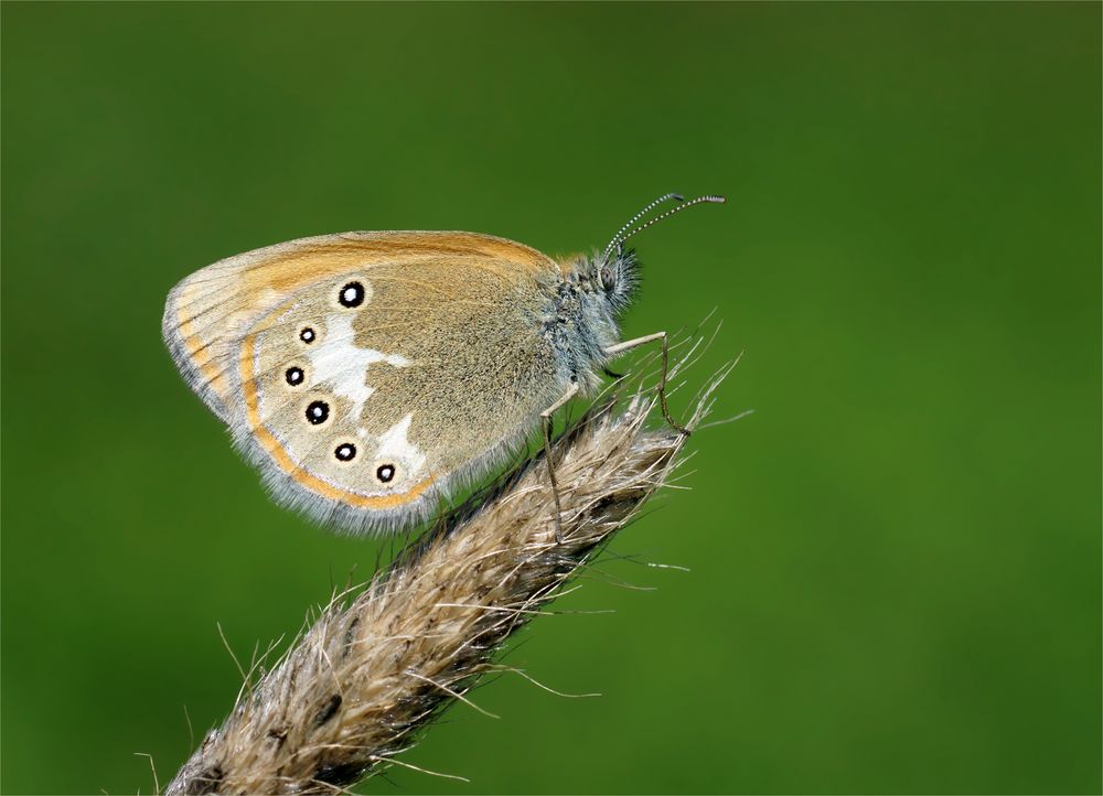 Rotbraunes Wiesenvögelchen (Coenonympha glycerion)