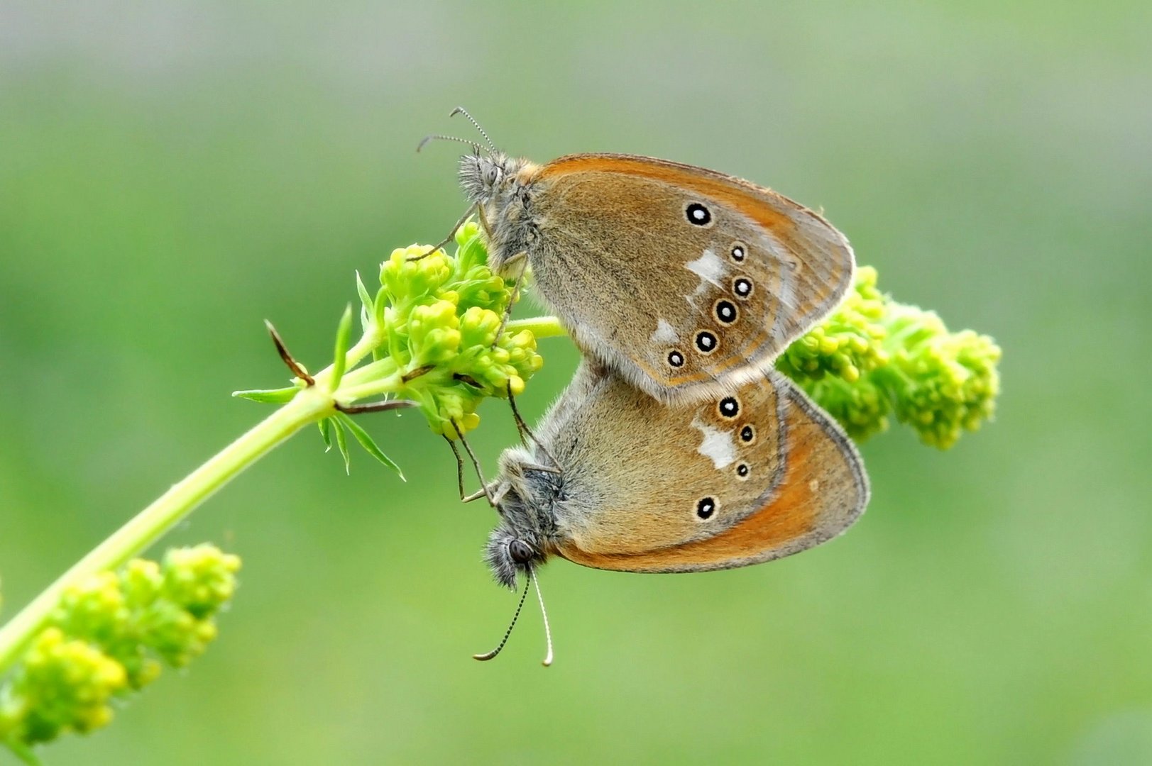 Rotbraunes Wiesenvögelchen (Coenonympha glycerion)                Sp 32-36 mm