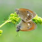 Rotbraunes Wiesenvögelchen (Coenonympha glycerion)                Sp 32-36 mm