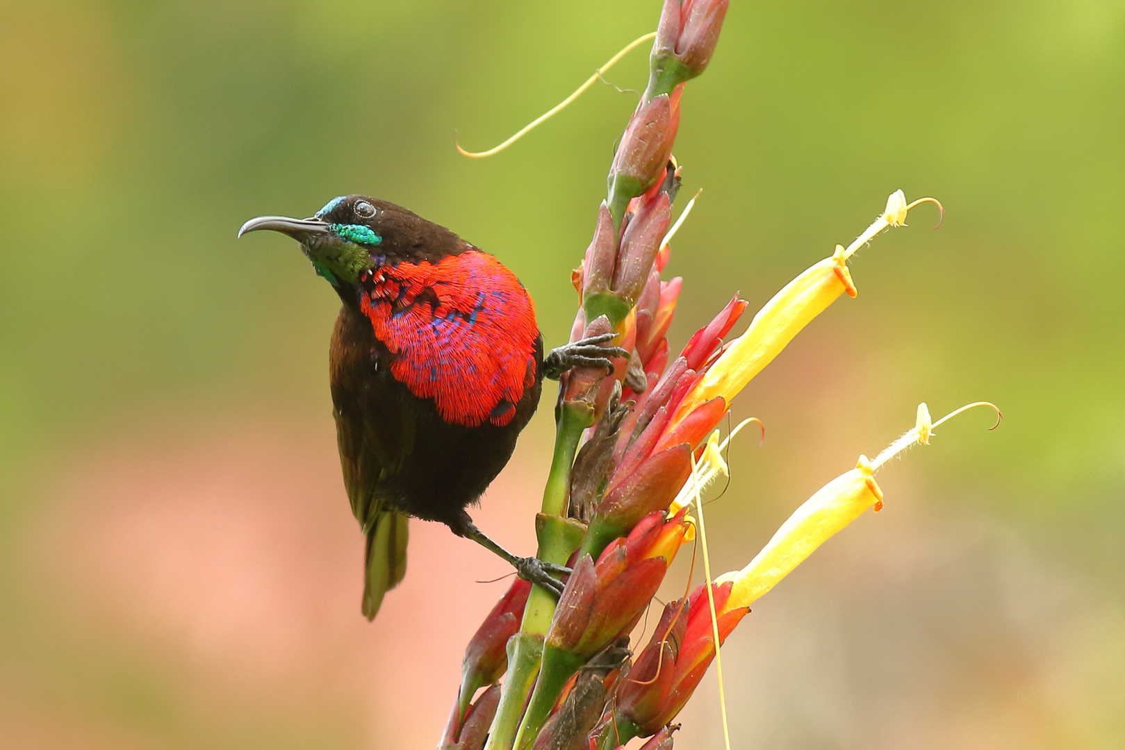 Rotbrust Glanzköpfchen (Chalcomitra senegalensis) Männchen