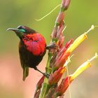 Rotbrust Glanzköpfchen (Chalcomitra senegalensis) Männchen